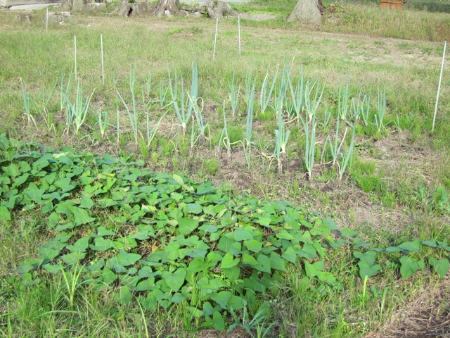 saien2012.jpg(187400 byte)